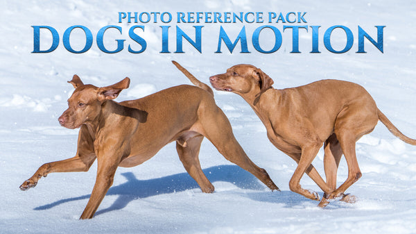 Dogs In Motion - Reference Photo Pack For Artists 464 JPEGs