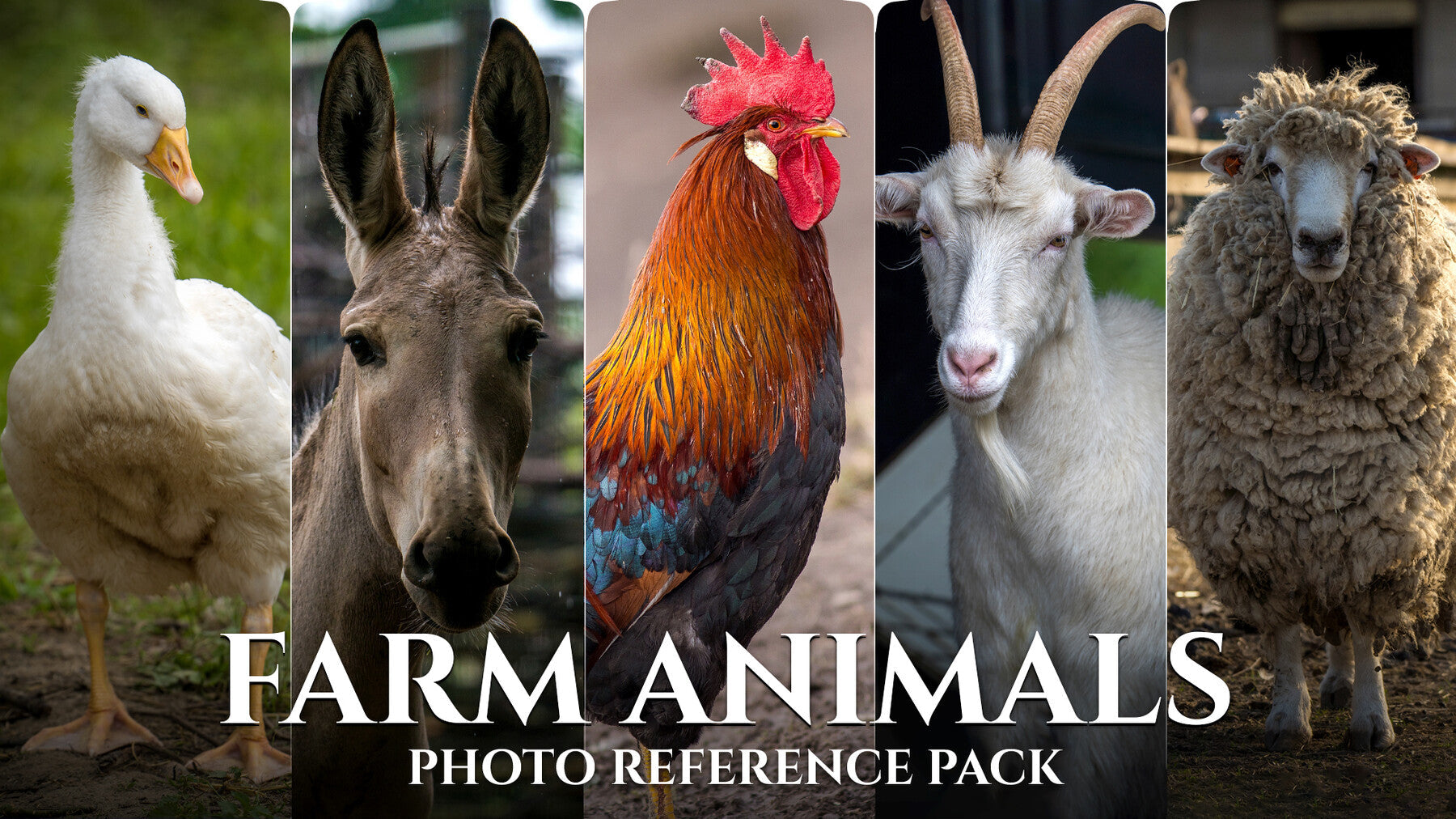 Farm Animals- Photo Reference Pack For Artists 522 JPEGs