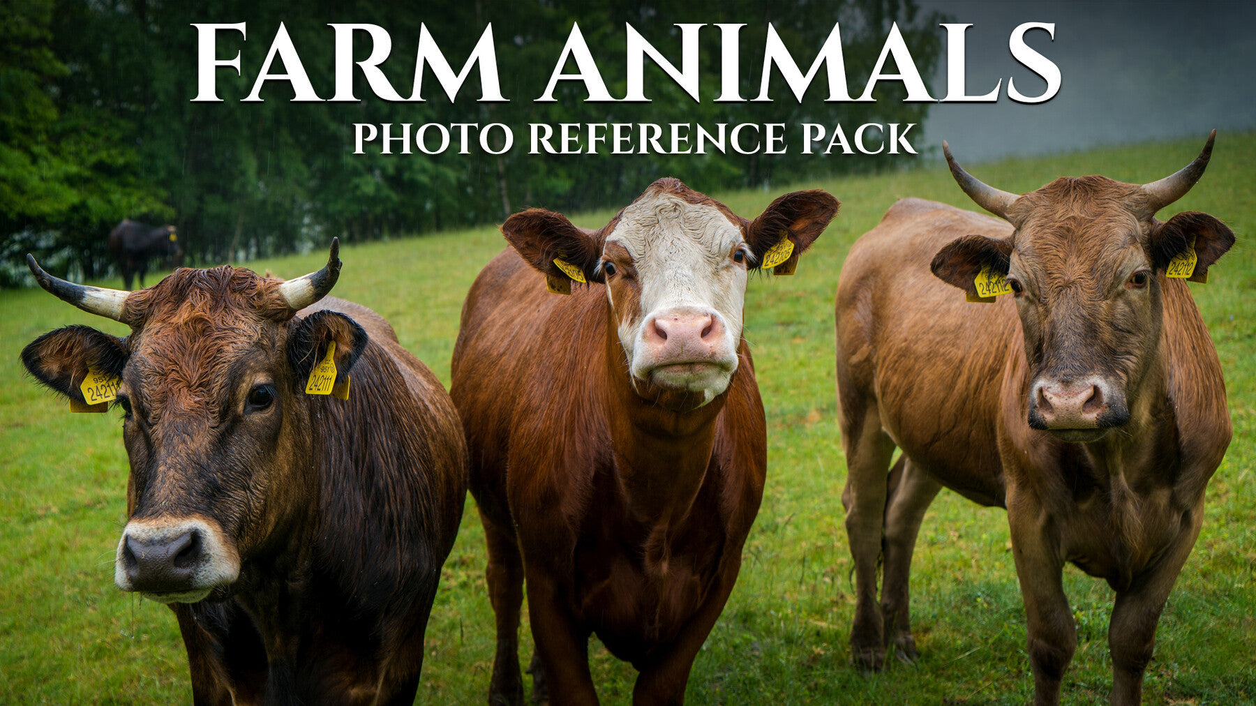 Farm Animals- Photo Reference Pack For Artists 522 JPEGs