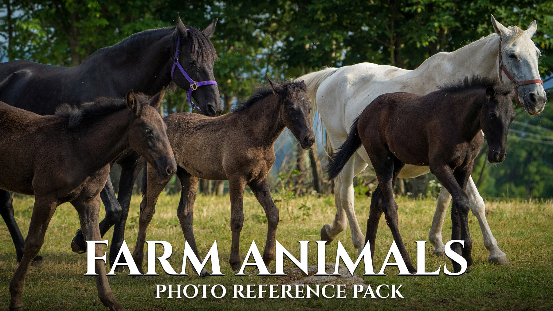 Farm Animals- Photo Reference Pack For Artists 522 JPEGs