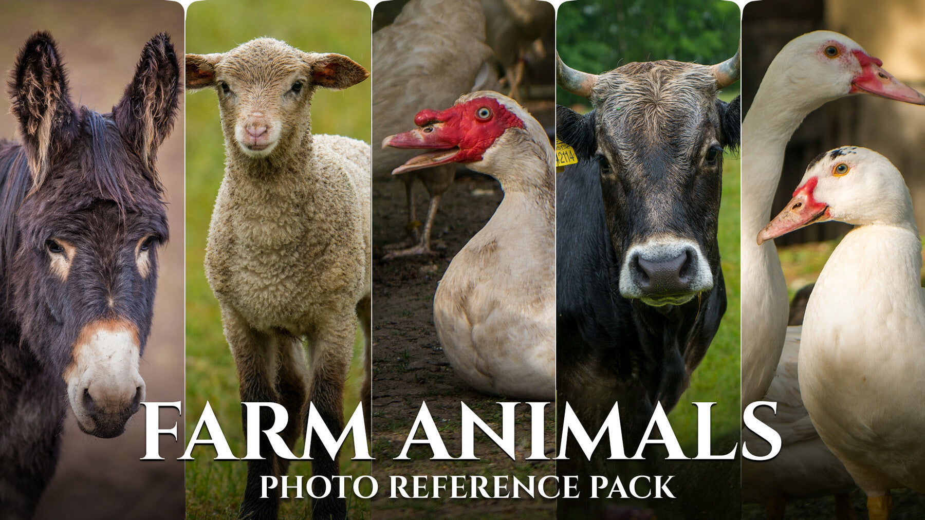 Farm Animals- Photo Reference Pack For Artists 522 JPEGs