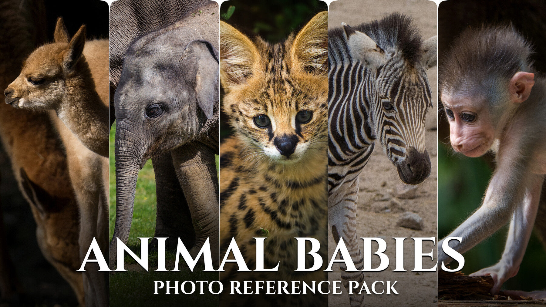 Animal Babies - Reference Photo Pack For Artists 422 JPEGs