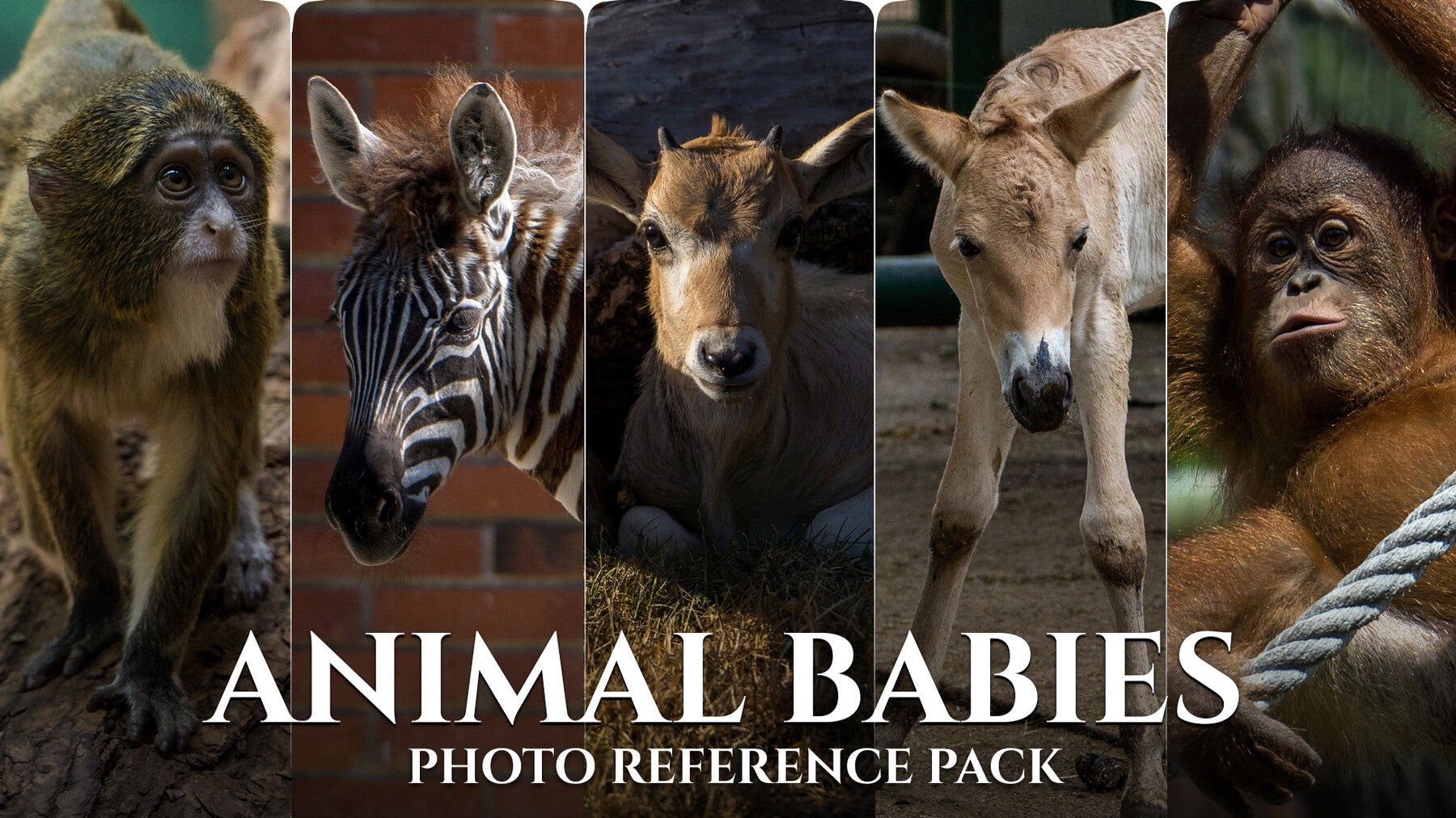 Animal Babies - Reference Photo Pack For Artists 422 JPEGs