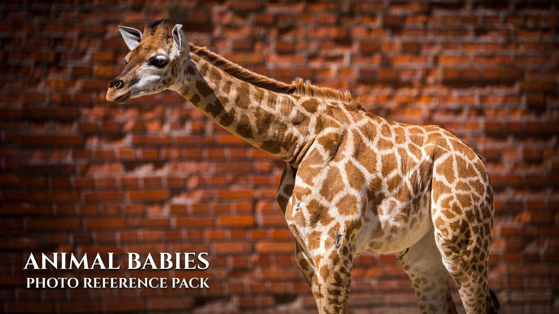 Animal Babies - Reference Photo Pack For Artists 422 JPEGs