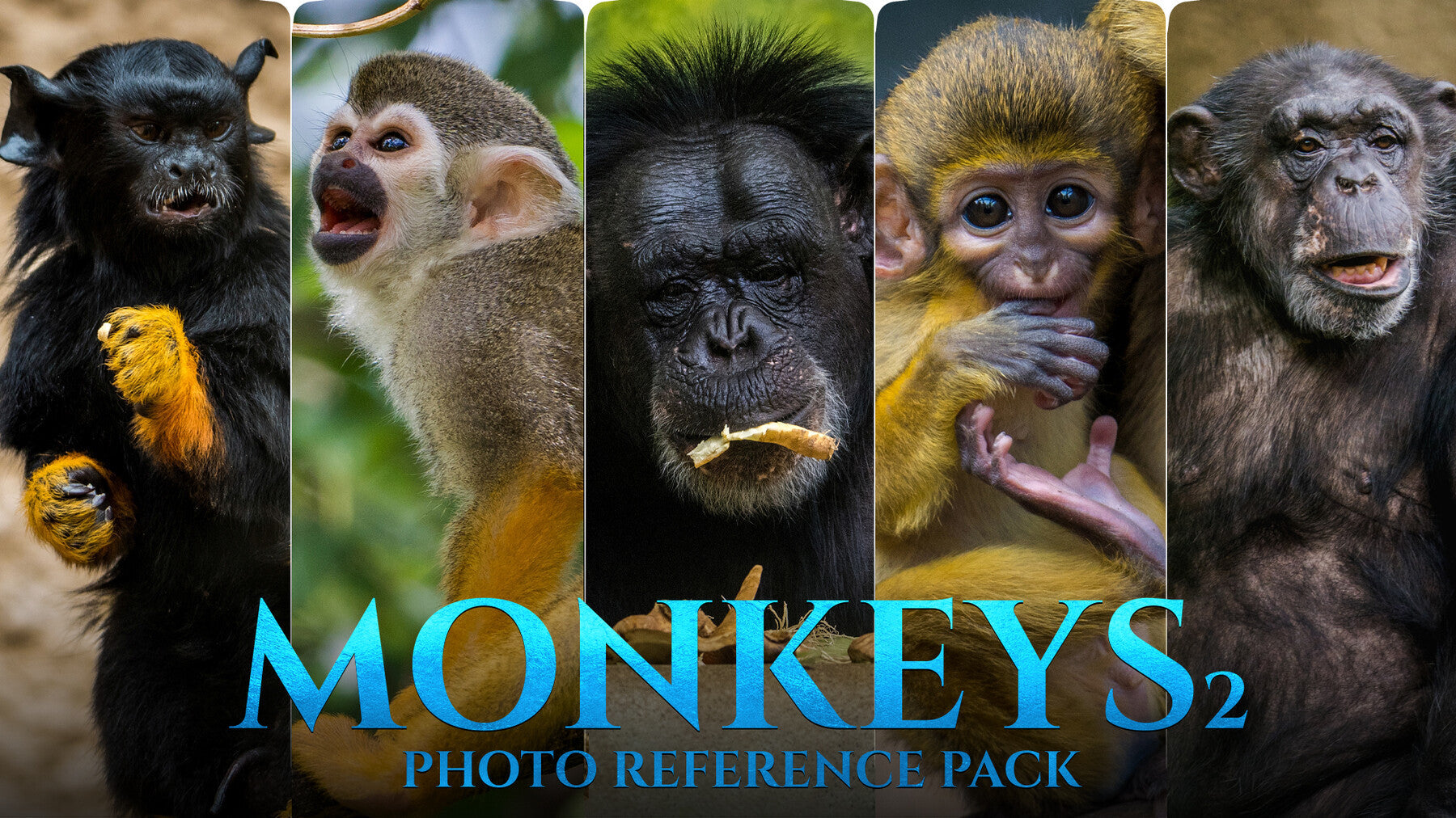 Monkeys Vol.2 -Photo Reference Pack For Artists 446 JPEGs