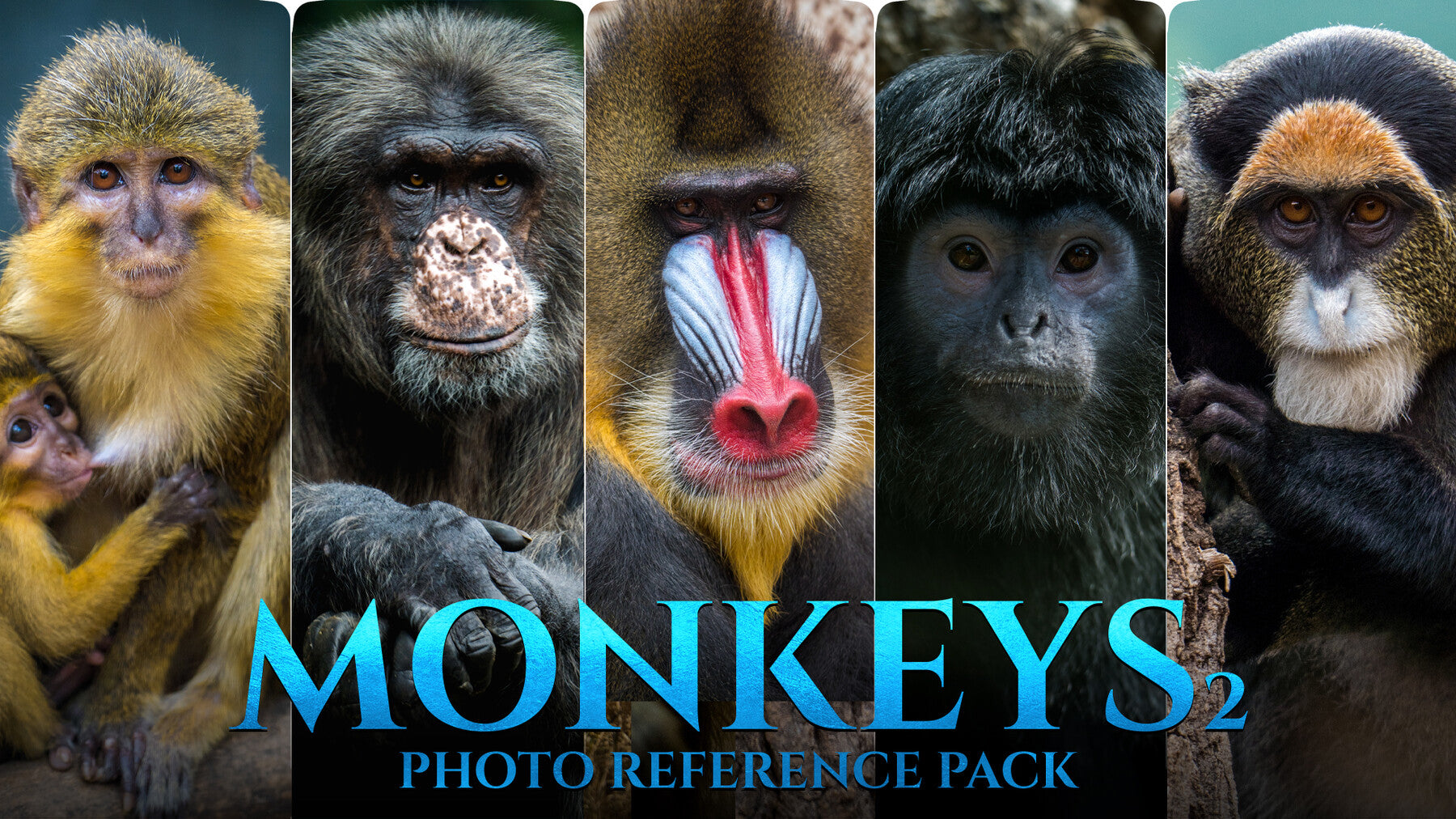 Monkeys Vol.2 -Photo Reference Pack For Artists 446 JPEGs