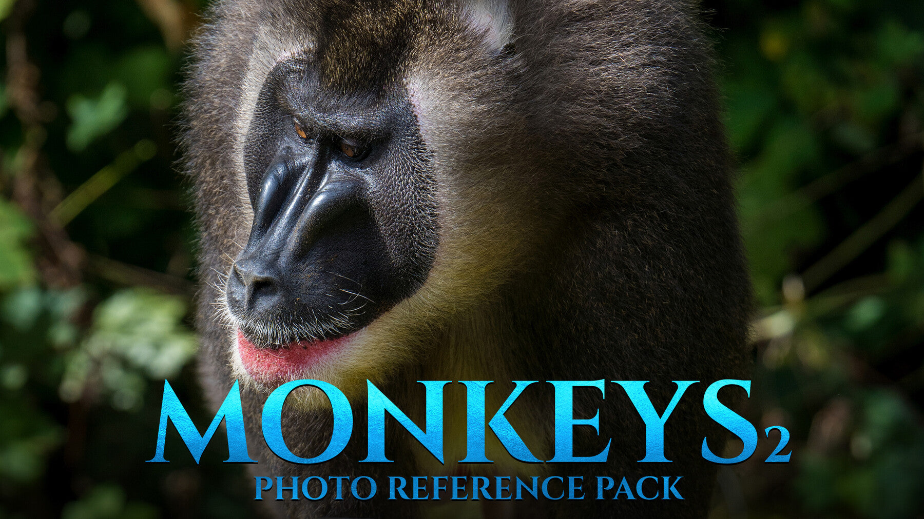 Monkeys Vol.2 -Photo Reference Pack For Artists 446 JPEGs