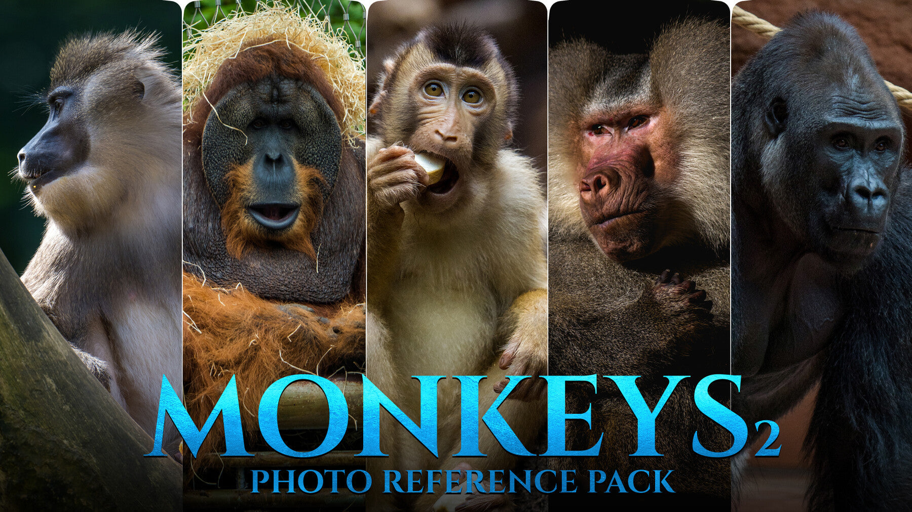 Monkeys Vol.2 -Photo Reference Pack For Artists 446 JPEGs