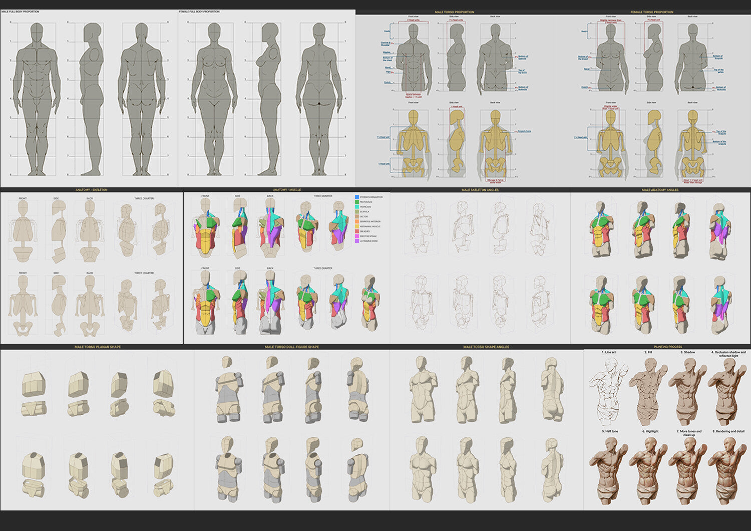 Drawing and Painting human body: Torso