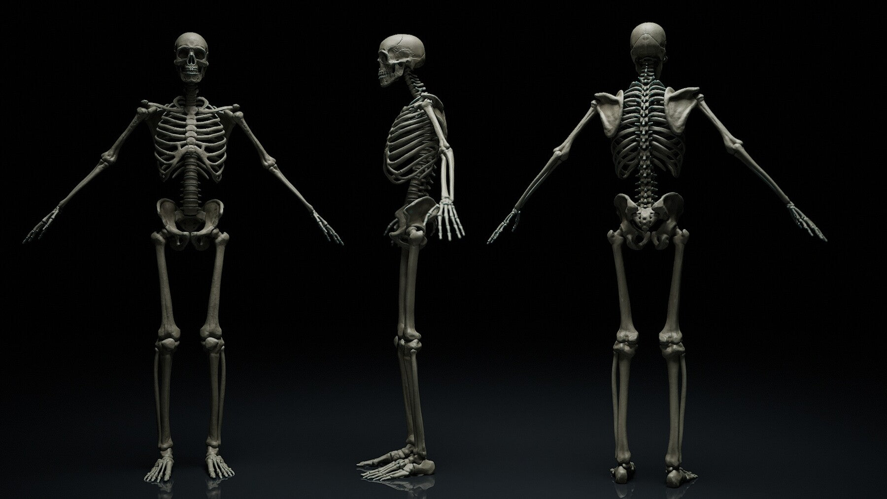 Zbrush + Blender - Skeleton KitBash Mega Pack