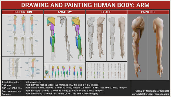 Drawing and Painting human body: Arm