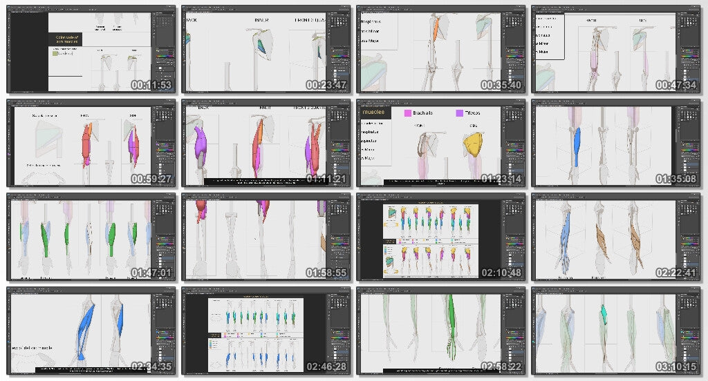 Drawing and Painting human body: Arm