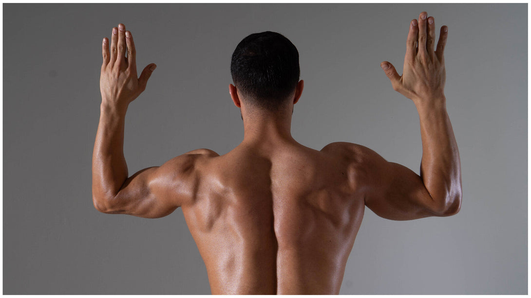 Back Anatomy(Male) vol.2 - Photo Reference Pack For Artists 667 JPEGs ...