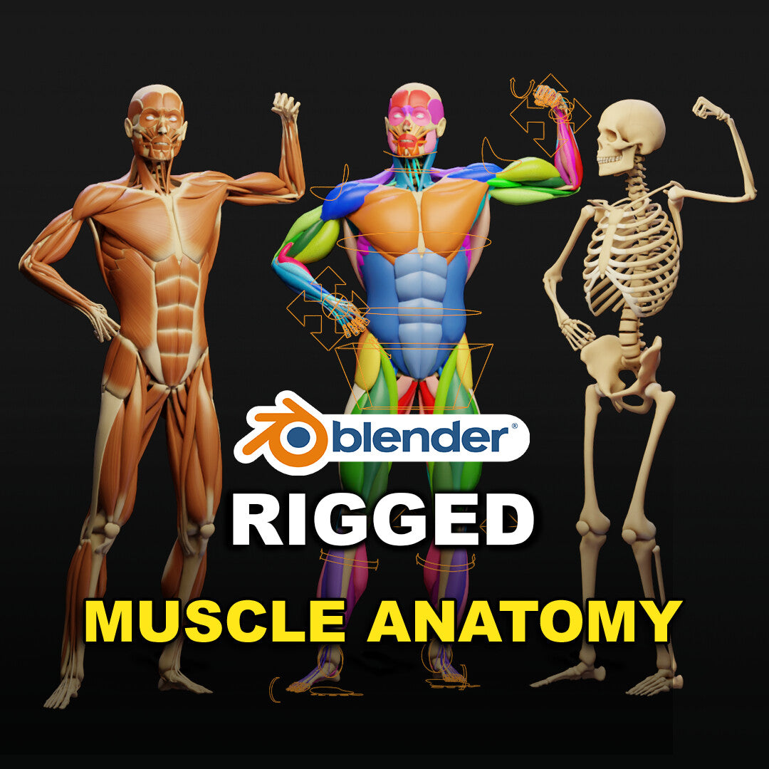 Muscle Anatomy - Ecorche Rigged