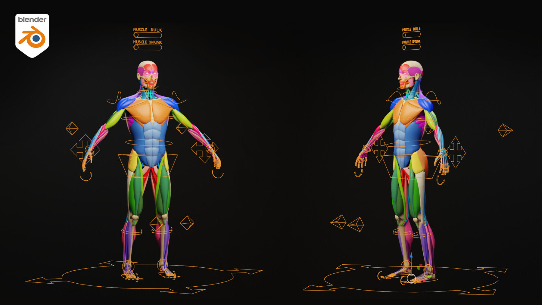 Muscle Anatomy - Ecorche Rigged