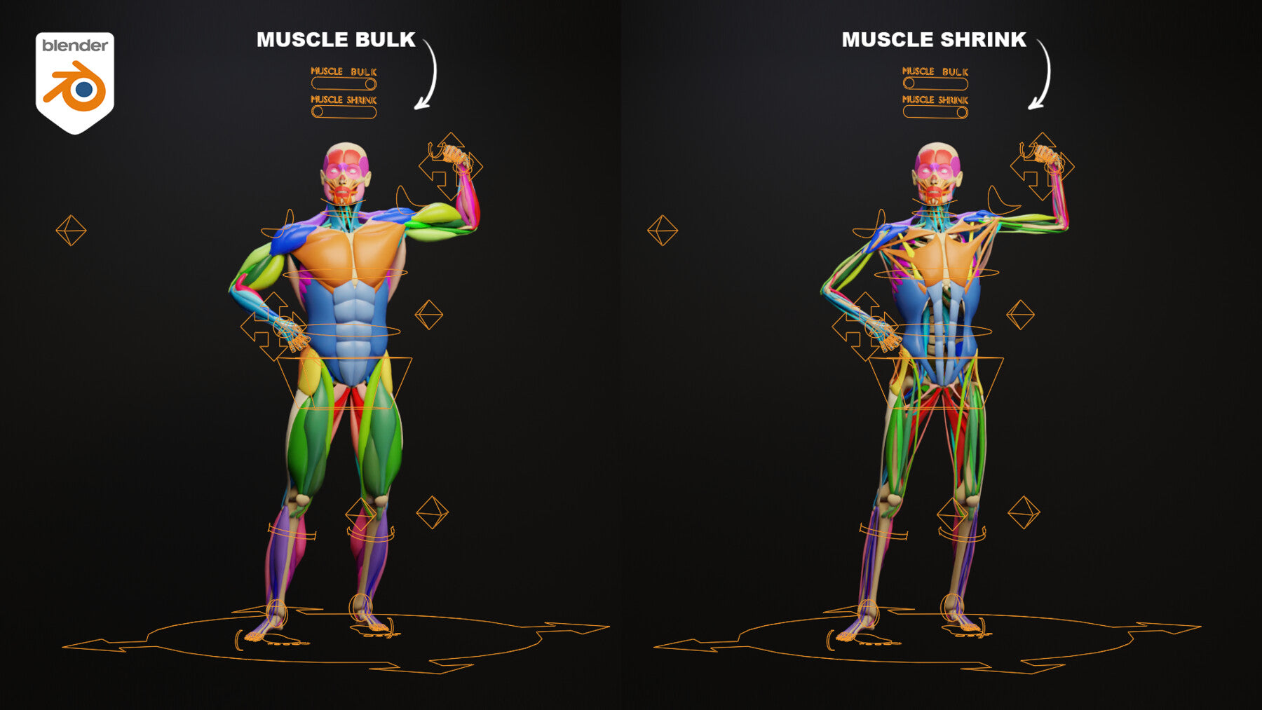 Muscle Anatomy - Ecorche Rigged