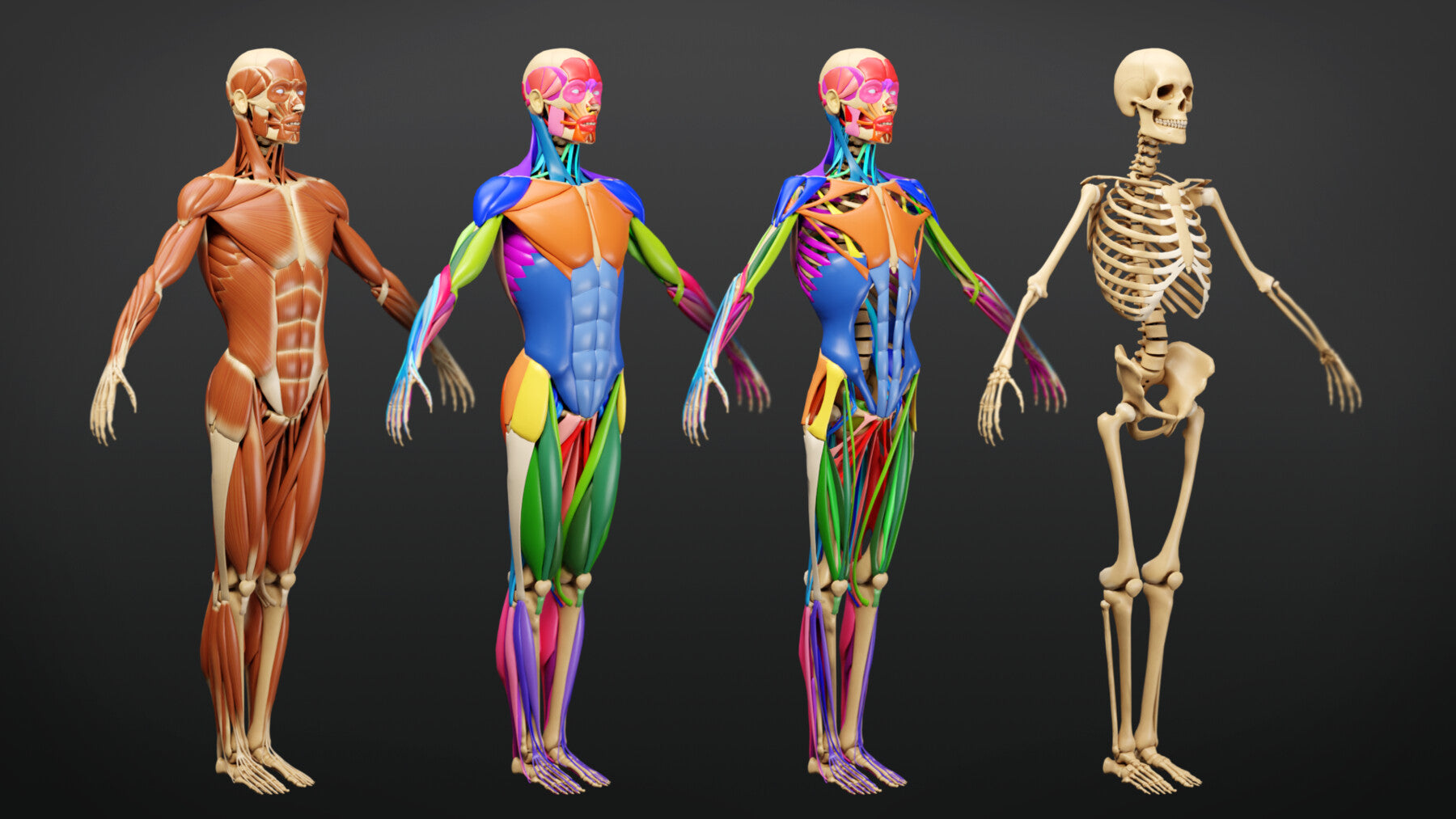 Muscle Anatomy - Ecorche Rigged