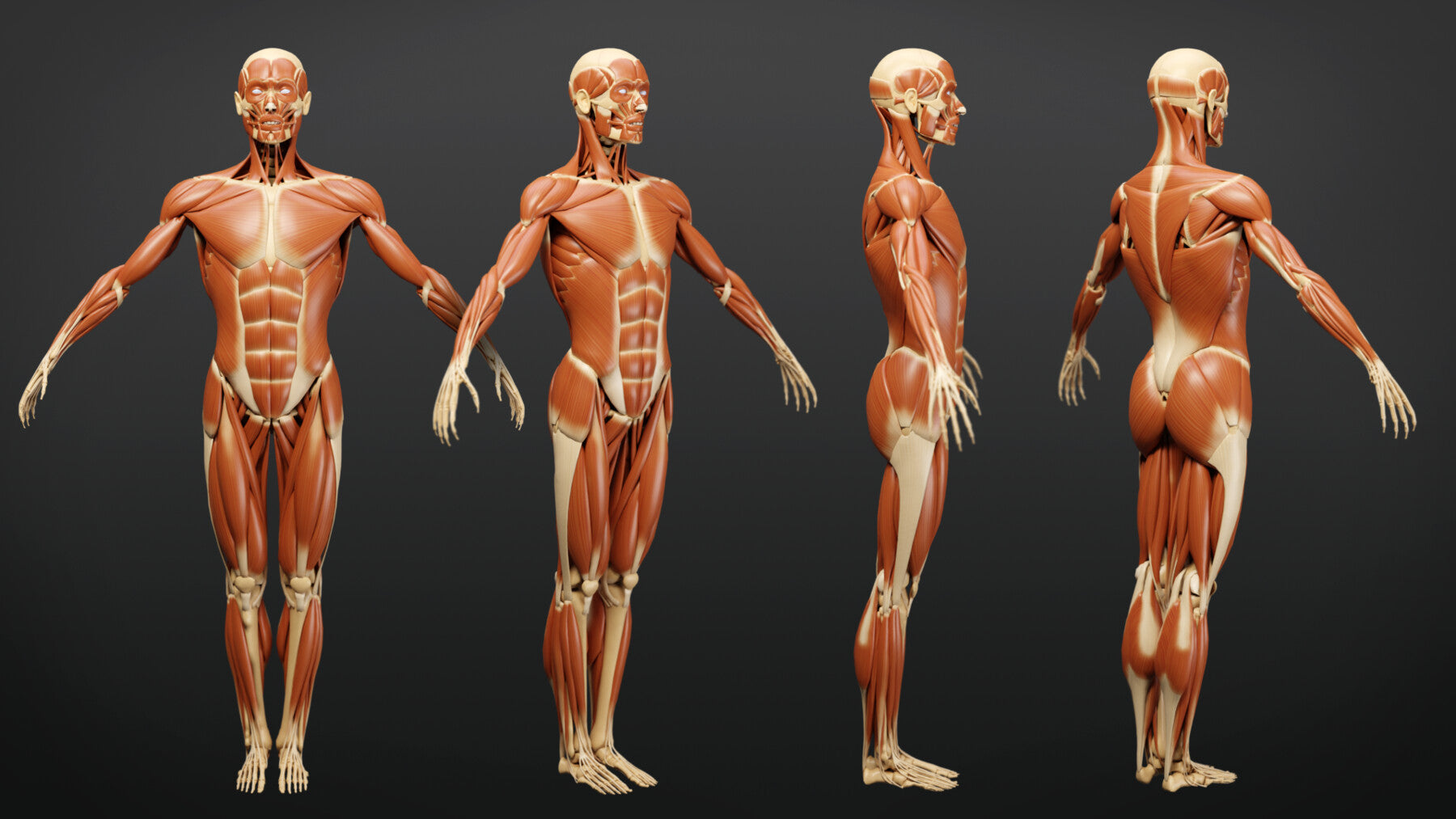 Muscle Anatomy - Ecorche Rigged