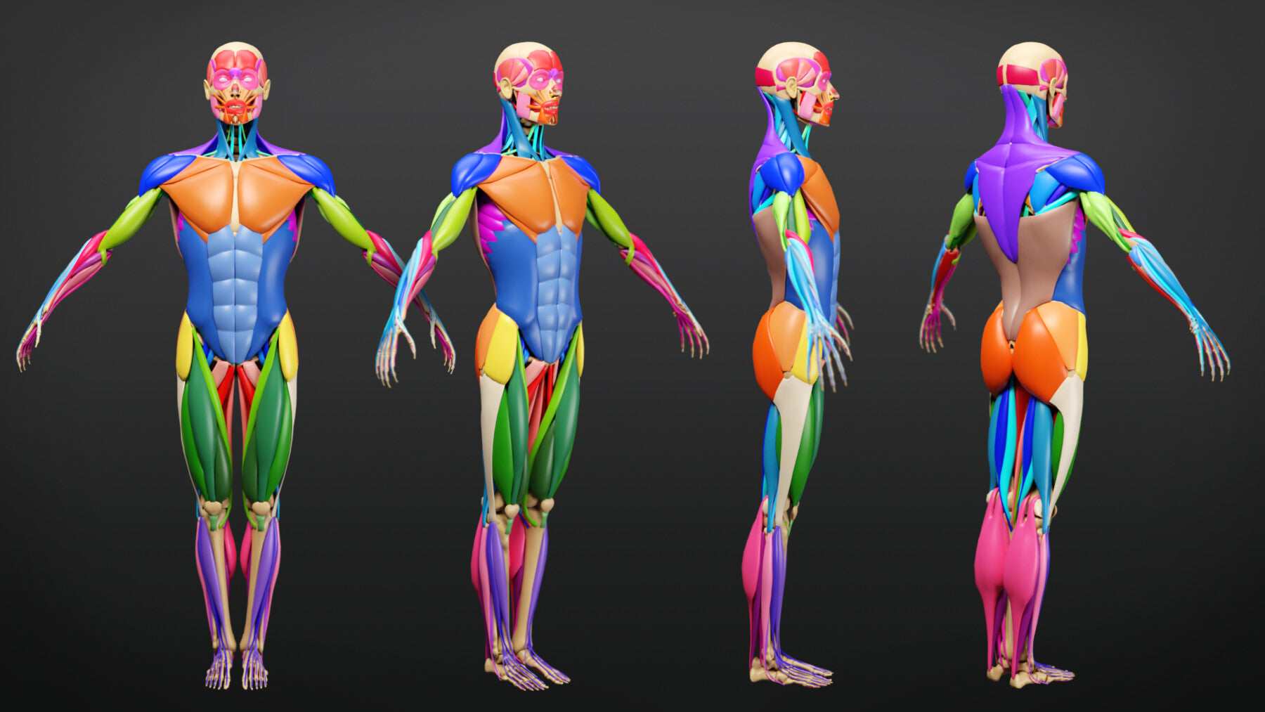 Muscle Anatomy - Ecorche Rigged