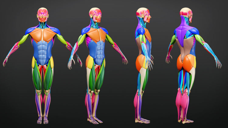 Muscle Anatomy - Ecorche Rigged – S3ART Store