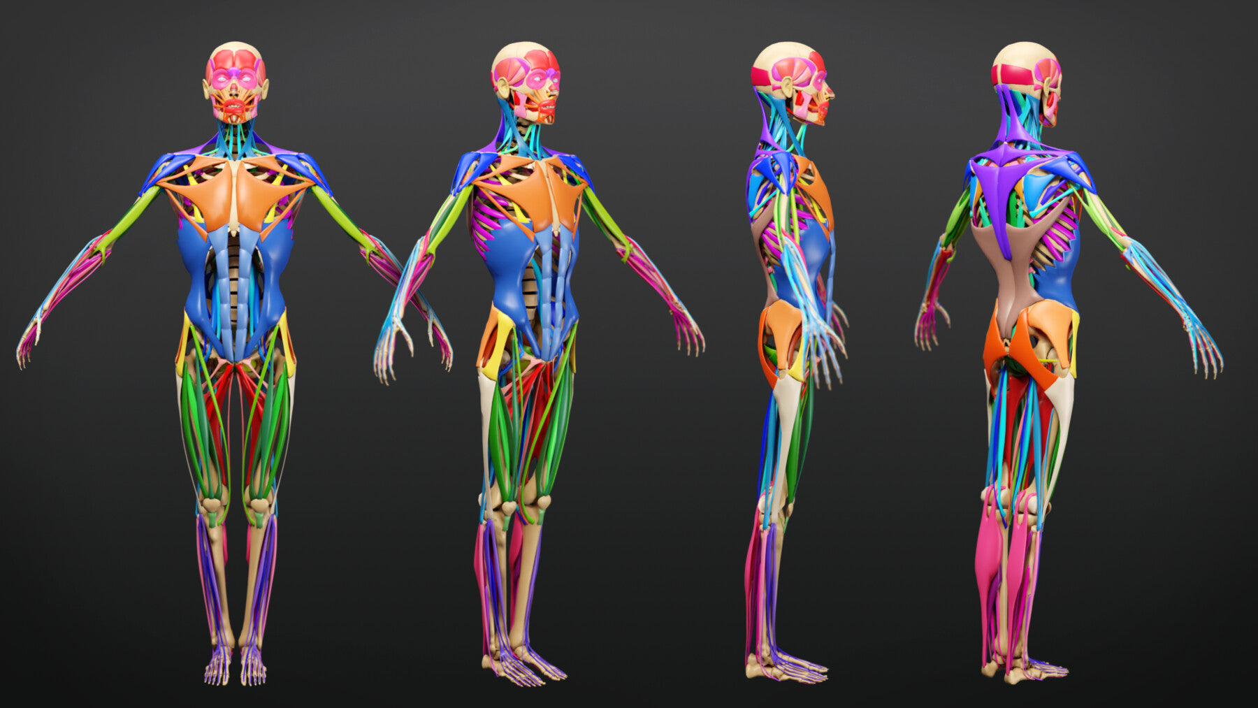 Muscle Anatomy - Ecorche Rigged