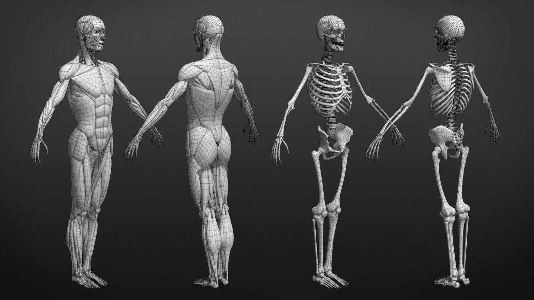 Muscle Anatomy - Ecorche Rigged