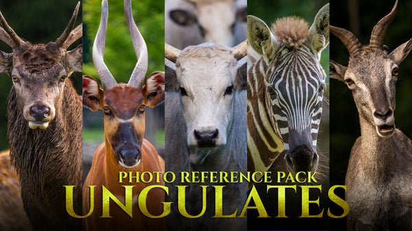 Ungulates - Reference Photo Pack For Artists 417 JPEGs