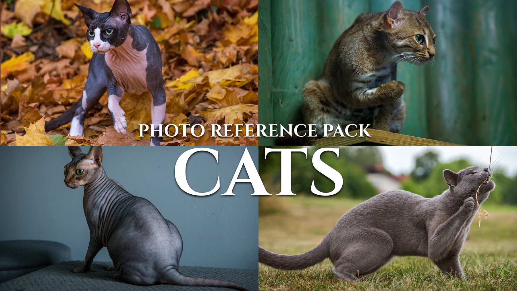 Cats-Photo Reference Pack For Artists 421 JPEGs