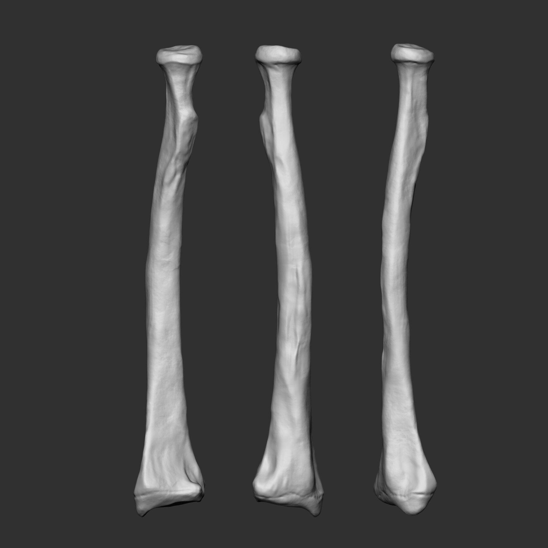 (Skeleton) Human Bones Collection IMM\Stl\Obj Brush Pack 26 in One