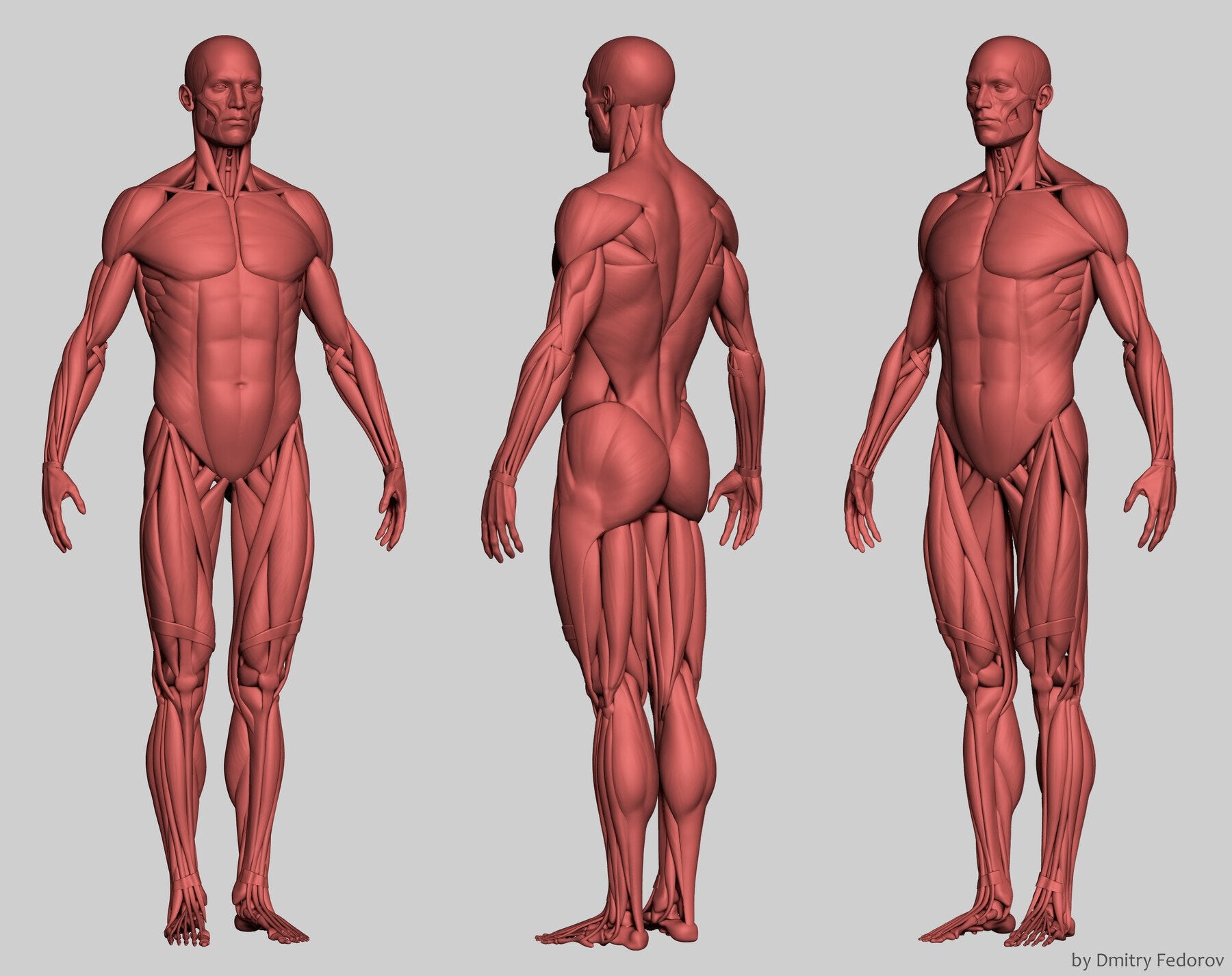 Anatomy male ecorche