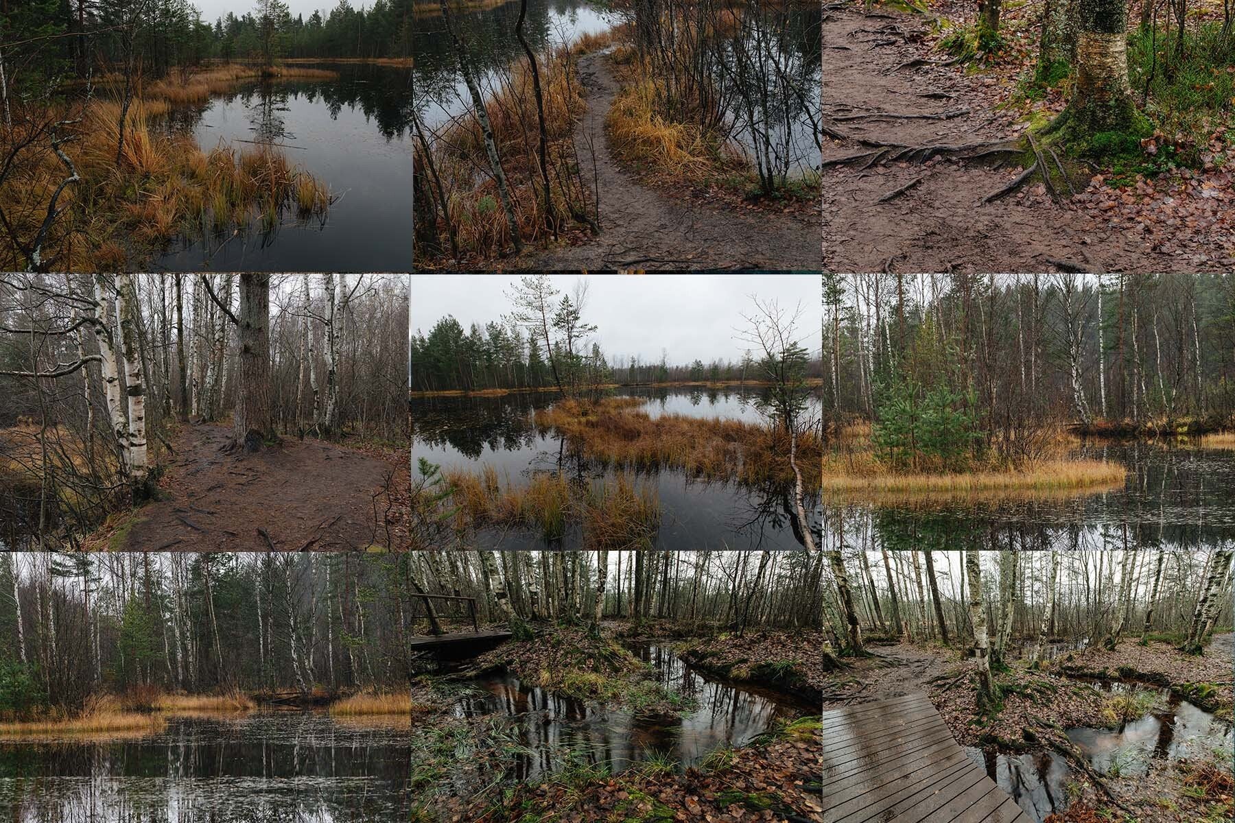 590+ Swamp Forest Vegetation Reference Pictures