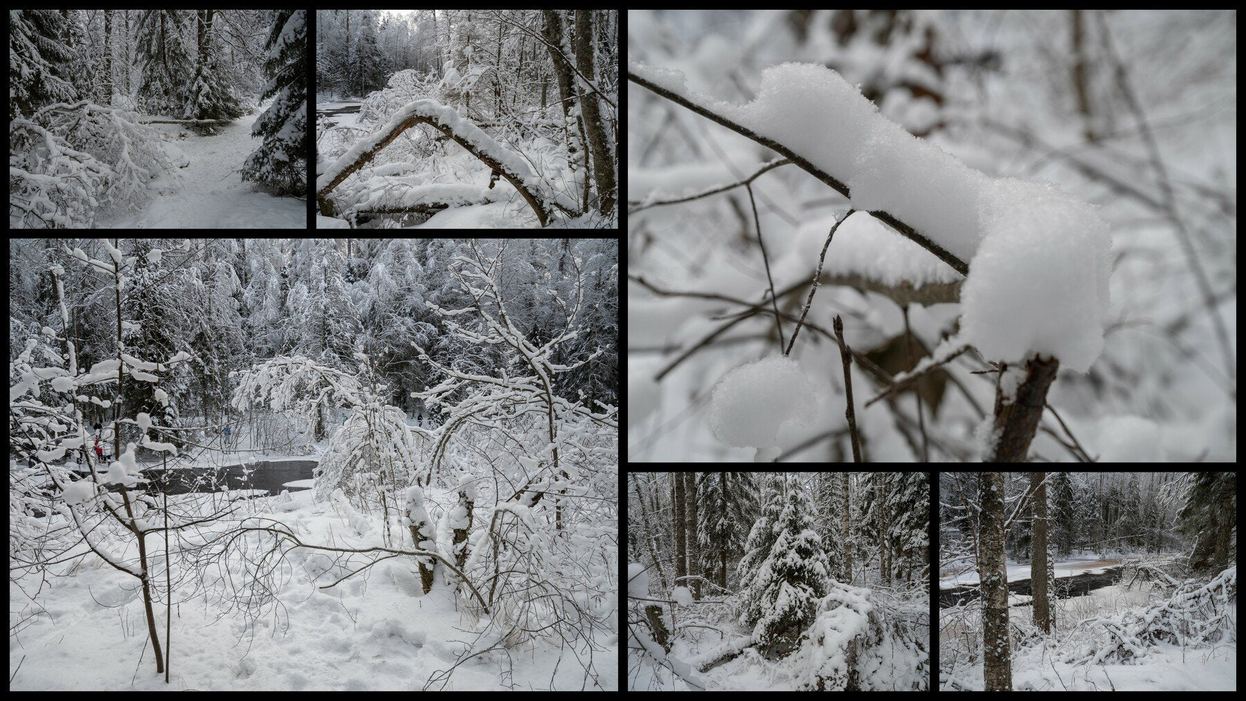 Winter Forest. Environment Refrence Pictures.