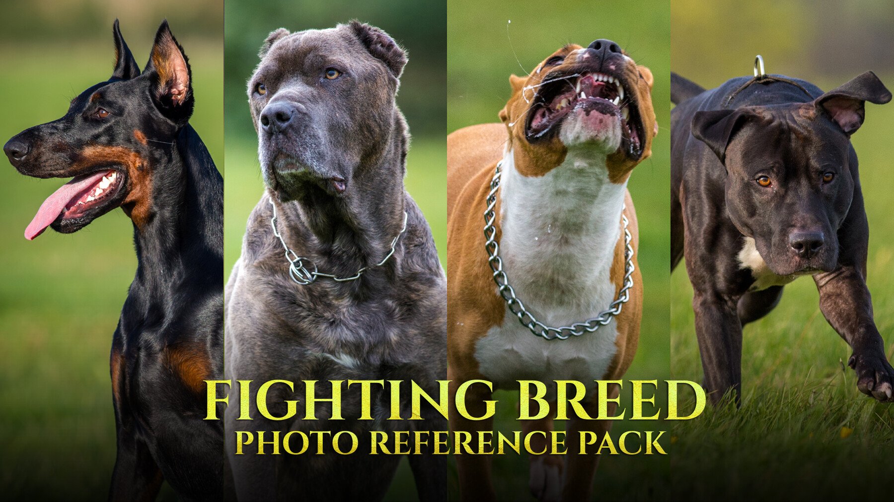 Fighting Breed - Reference Photo Pack For Artists 296 JPEGs