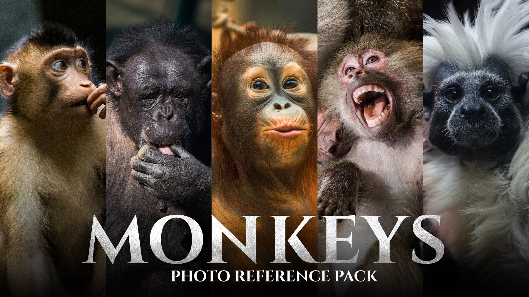 Monkeys vol.1 - Reference Photo Pack For Artists 159 JPEGs