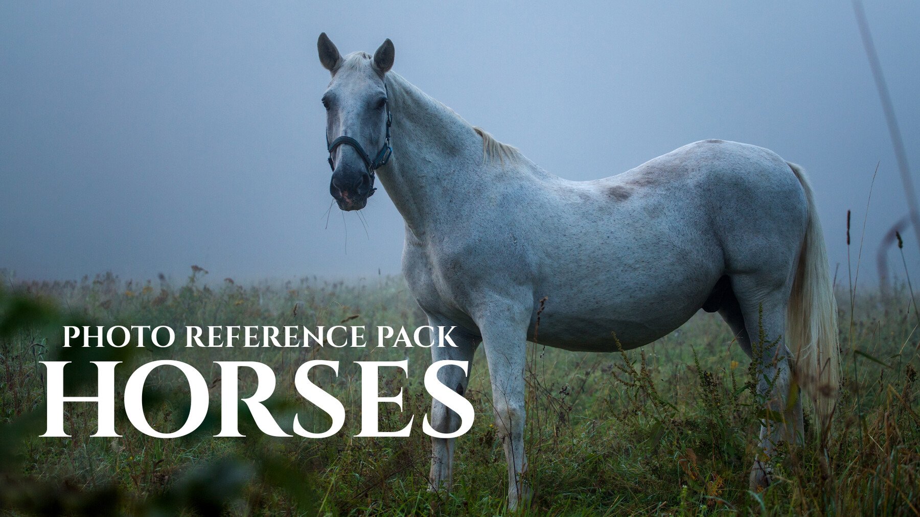 Horses - Reference Photo Pack For Artists 397 JPEGs