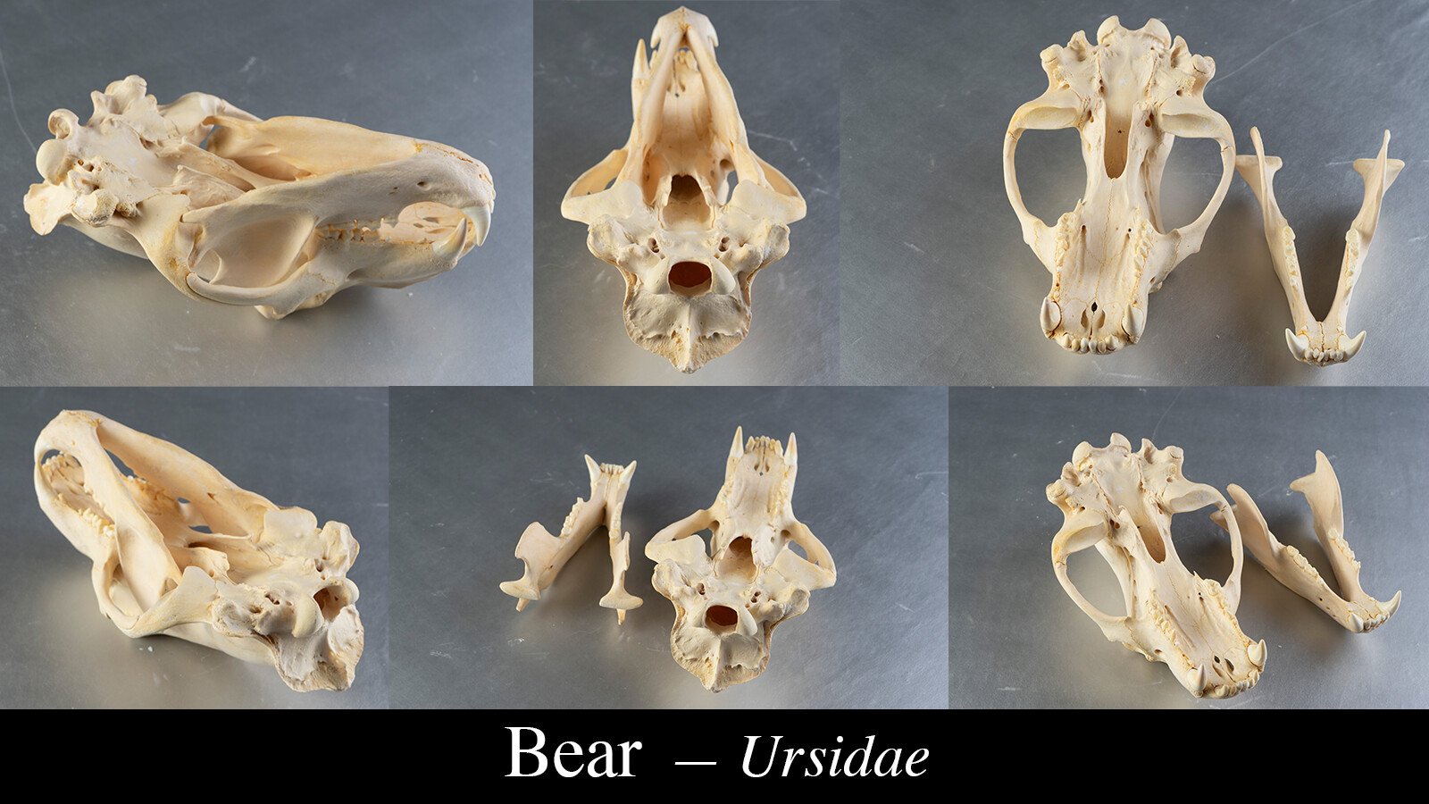 1200+ Turnaround Skull Collection Reference Pictures