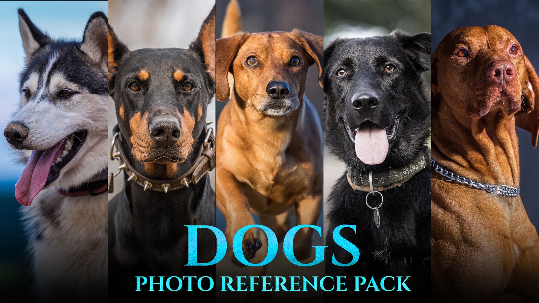 Dogs -Photo Reference Pack For Artists 145 JPEGs