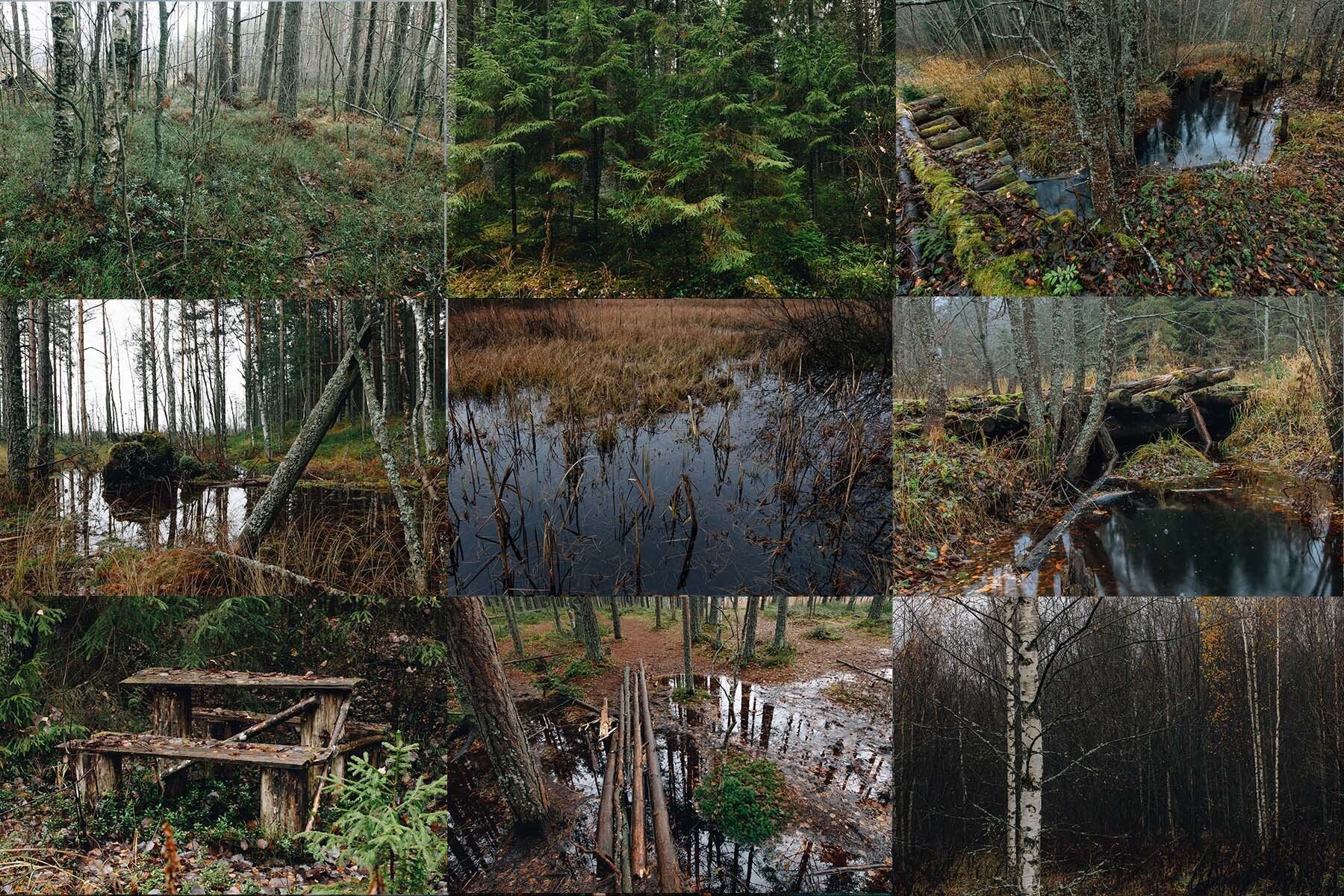 590+ Swamp Forest Vegetation Reference Pictures