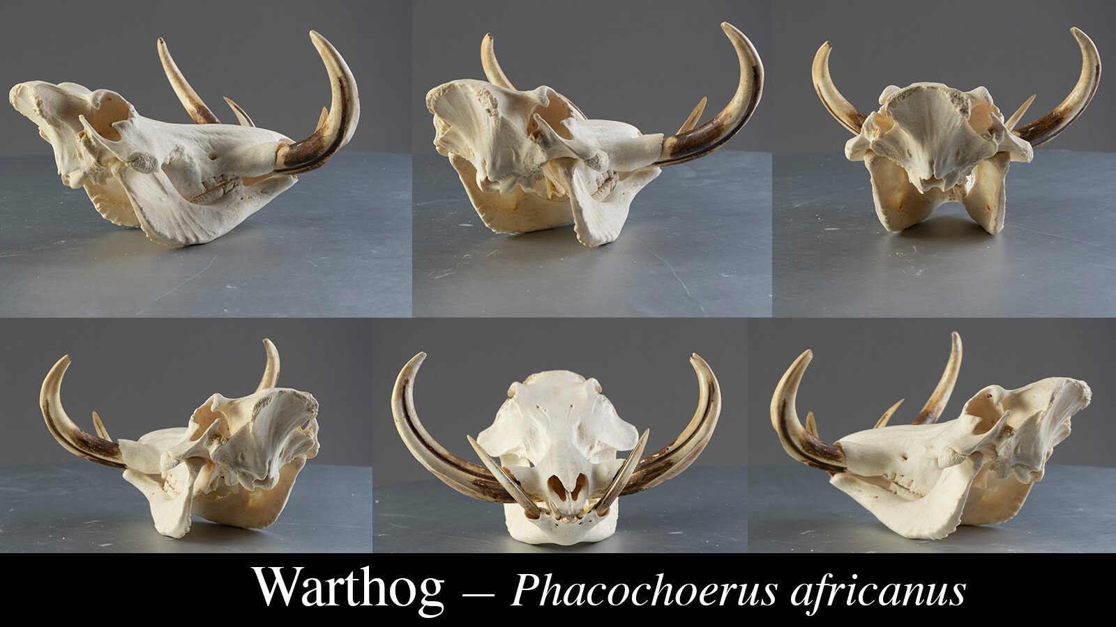 1200+ Turnaround Skull Collection Reference Pictures