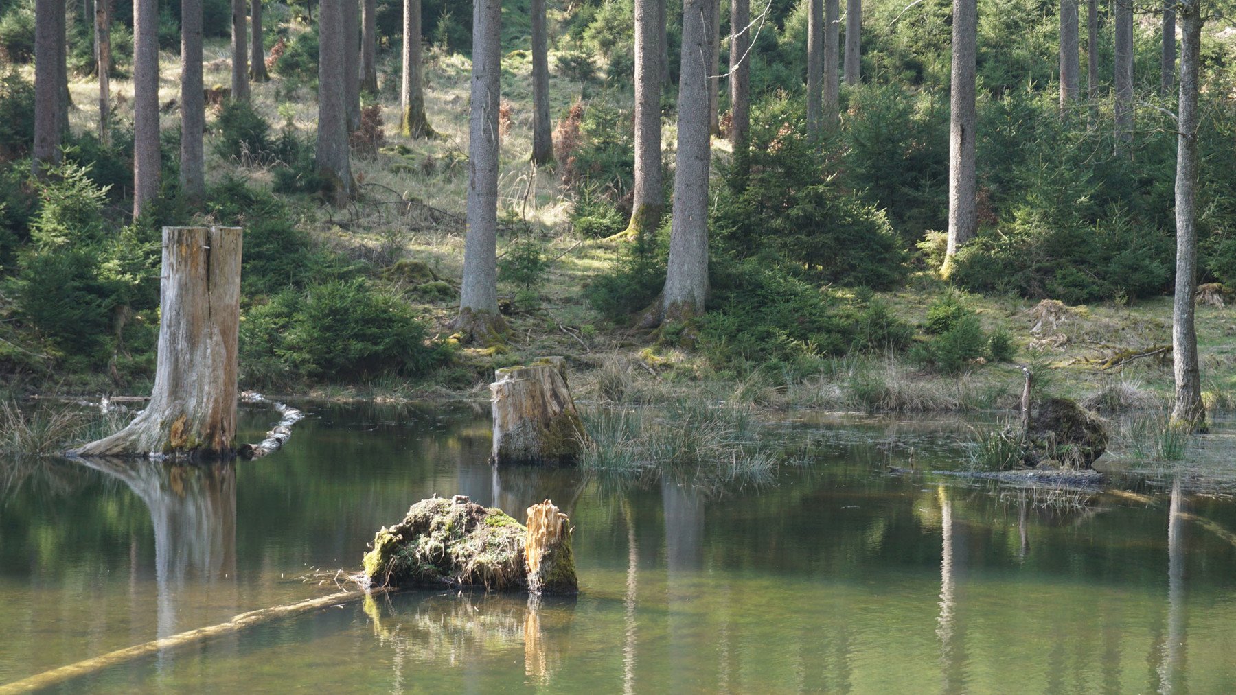 Secluded Pond - 75+ Reference pictures