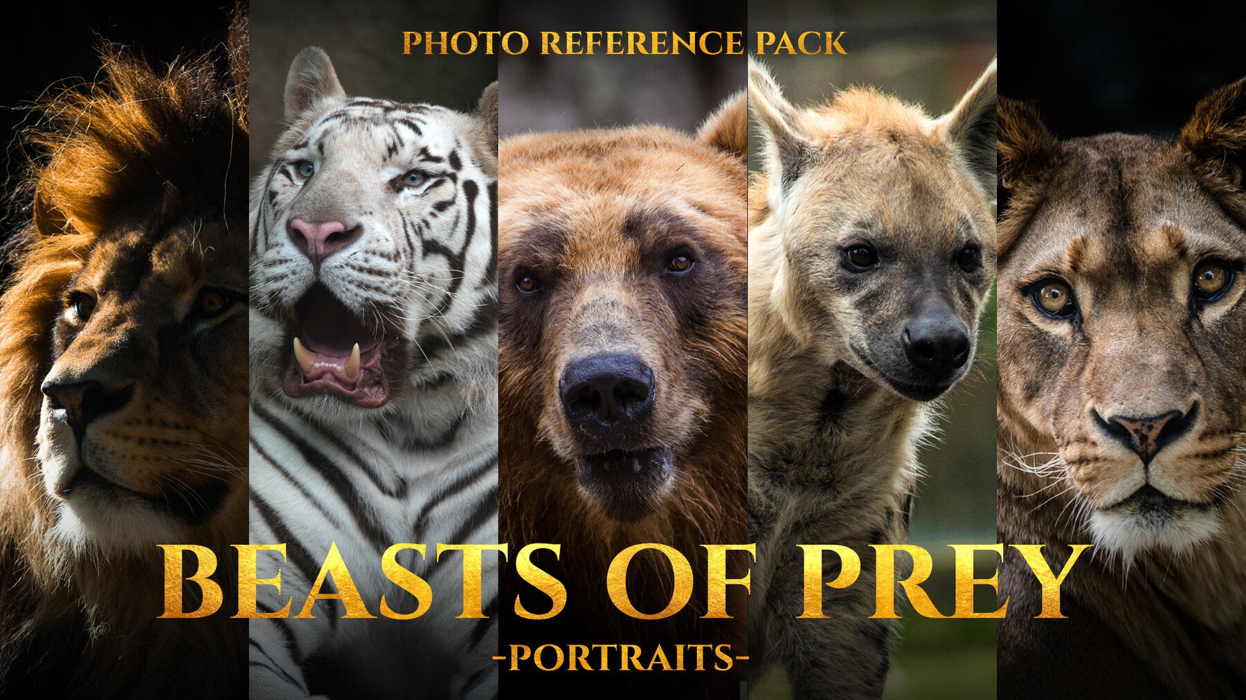 Beasts of Prey Portraits - Reference Photo Pack For Artists 213 JPEGs