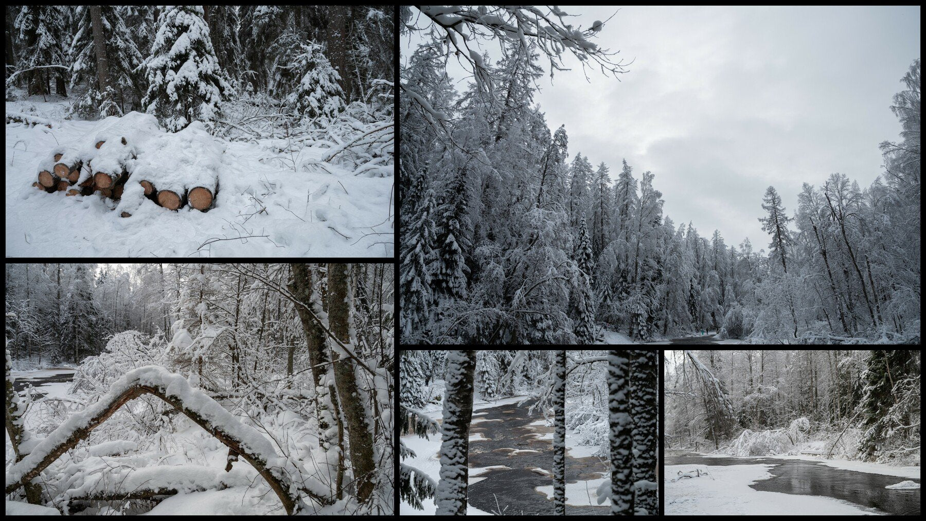 Winter Forest. Environment Refrence Pictures.