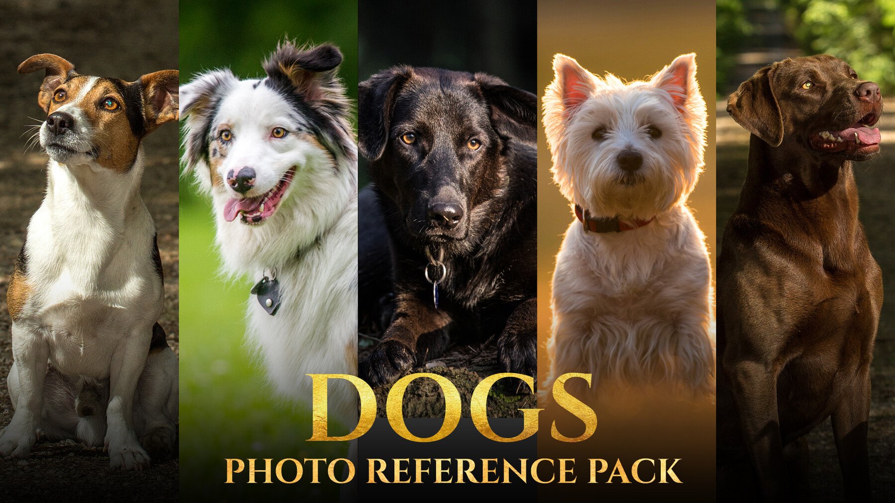 Dogs -Photo Reference Pack For Artists 145 JPEGs