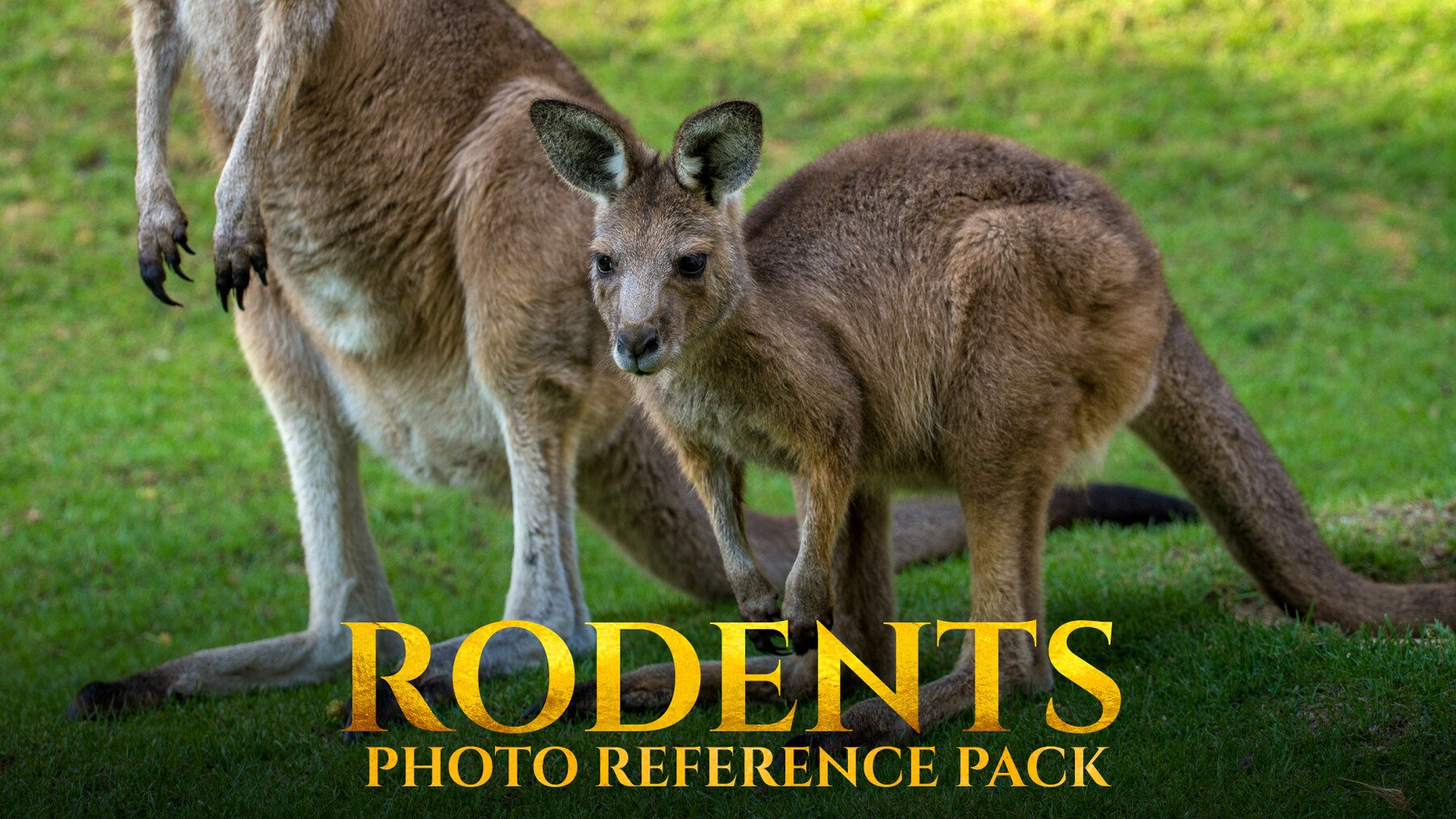 Rodents - Reference Photo Pack For Artists 178 JPEGs