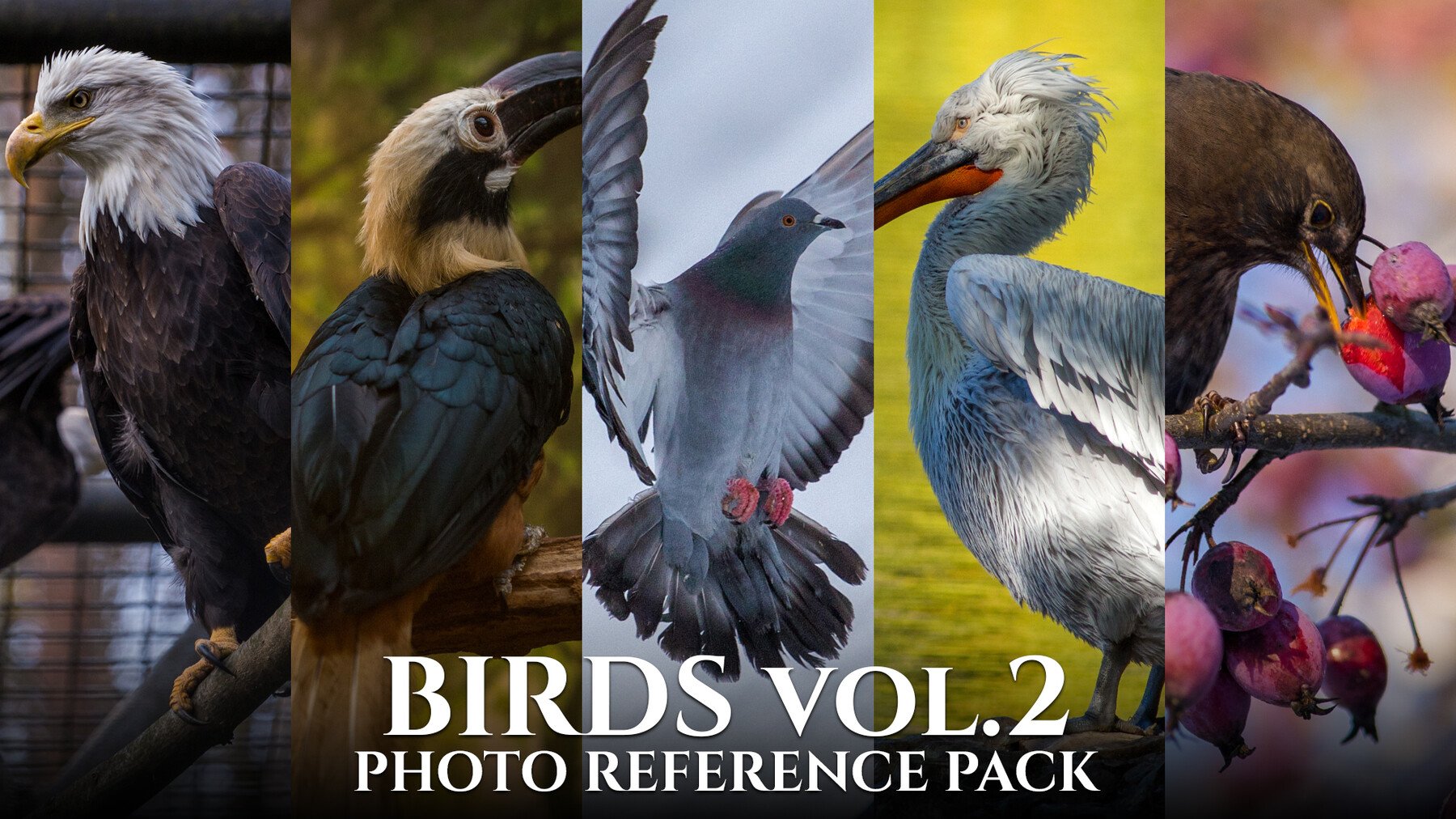 Birds Vol.2-Photo Reference Pack For Artists 450 JPEGs