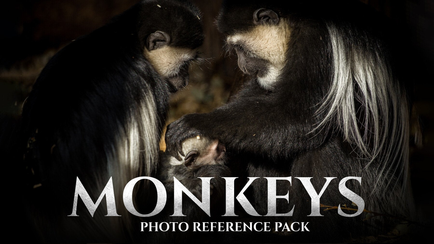 Monkeys vol.1 - Reference Photo Pack For Artists 159 JPEGs