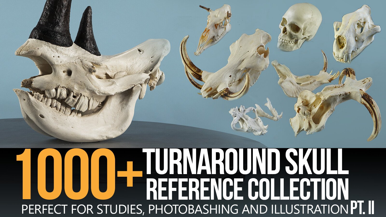 1000+ Skull Reference Collection (Pt. II)