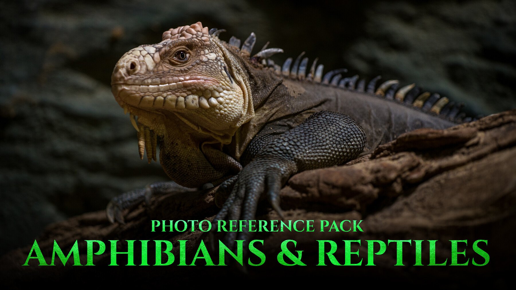 Amphibians & Reptiles vol.1 - Reference Photo Pack For Artists 197 JPEGs