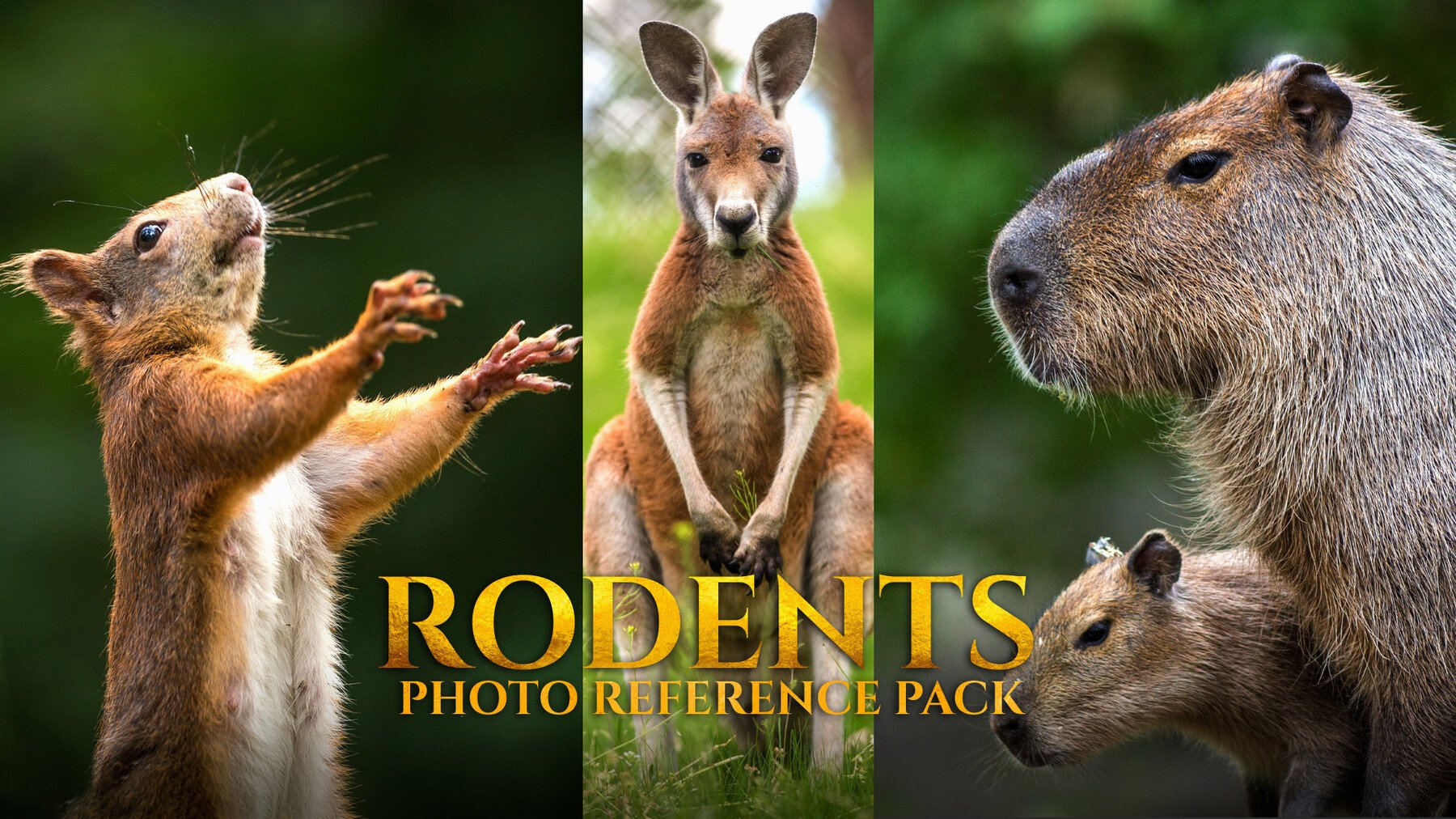 Rodents - Reference Photo Pack For Artists 178 JPEGs