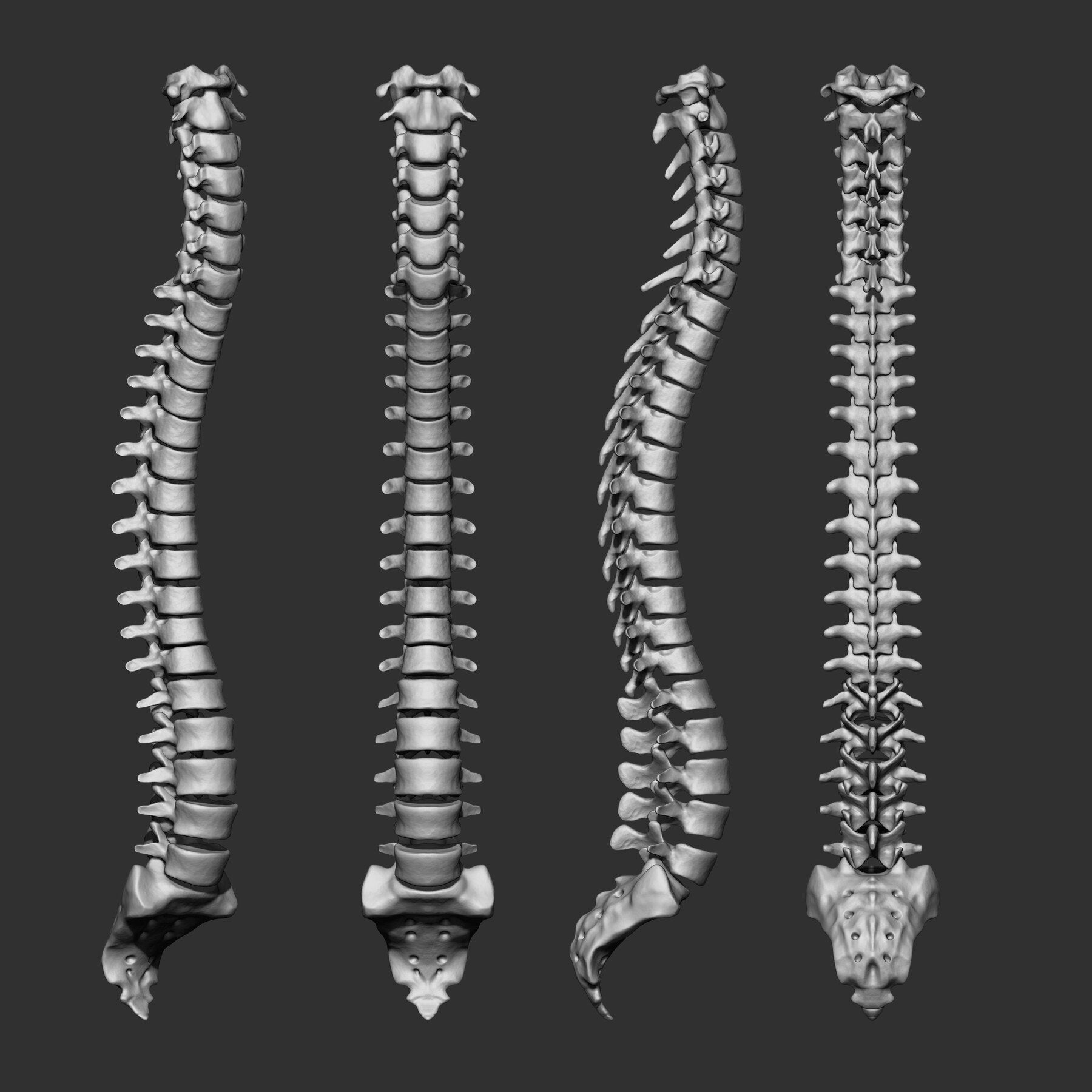 (Skeleton) Human Bones Collection IMM\Stl\Obj Brush Pack 26 in One